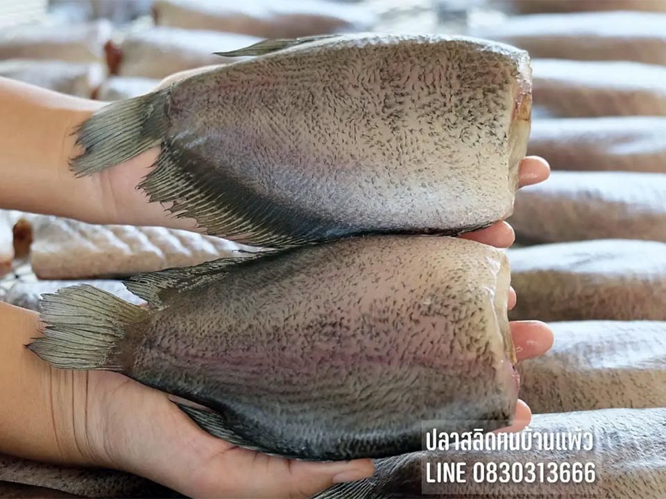 Департамент интеллектуальной собственности регистрирует губана Бан Пхао как новый продукт ГИ стоимостью 740 миллионов бат в год