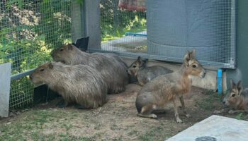 Дикая природа, изъятая у тайцев, связанных с индийскими контрабандистами