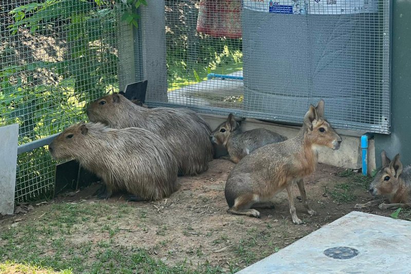 Дикая природа, изъятая у тайцев, связанных с индийскими контрабандистами