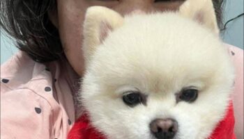 Женщина борется за возвращение собаки