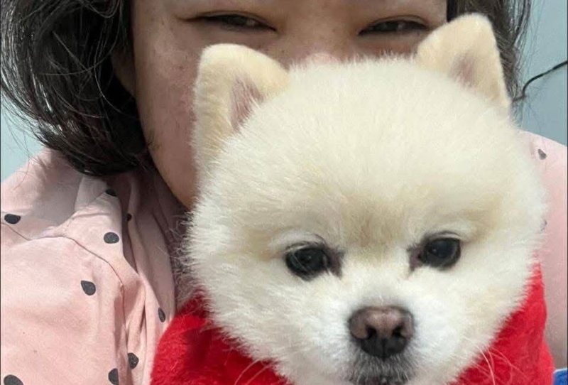 Женщина борется за возвращение собаки