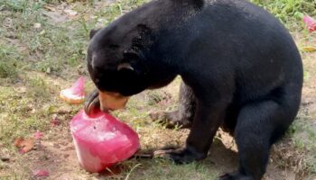 Животные зоопарка Кхао Кхео открытого зоопарка спасаются от жары с помощью замороженных фруктов