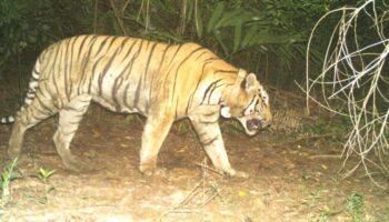 Знаменитый тигр из Као Яй умер своей смертью