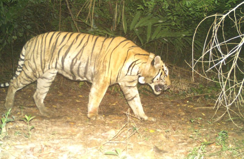 Знаменитый тигр из Као Яй умер своей смертью