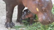 Зоопарк Хон Кен встречает детеныша карликового бегемота