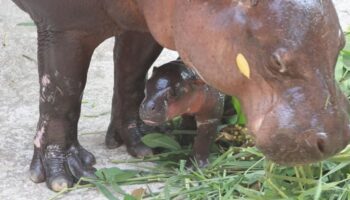 Зоопарк Хон Кен встречает детеныша карликового бегемота