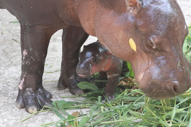 Зоопарк Хон Кен встречает детеныша карликового бегемота
