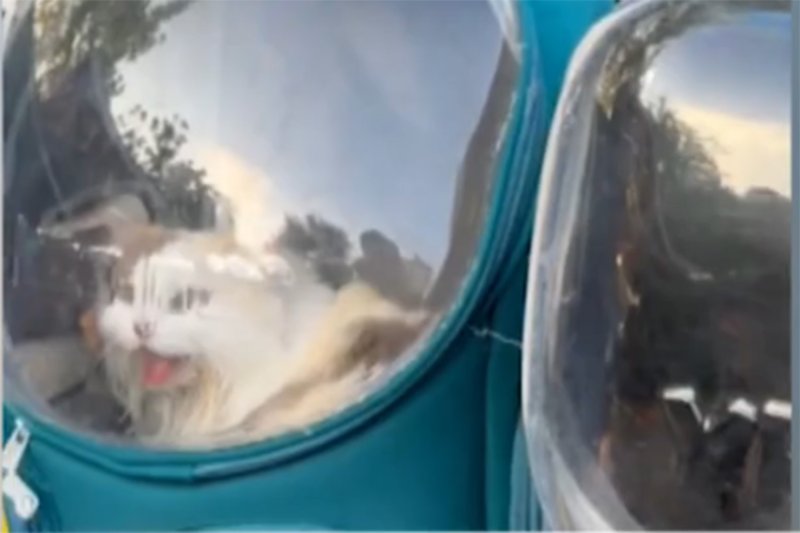 Контрабандист задержан с кошками и кроликом в Сакэо