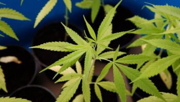 Магазинам каннабиса в Таиланде дано 3 года, чтобы трансформироваться в клиники