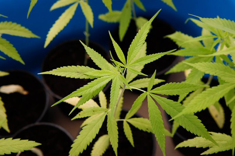 Магазинам каннабиса в Таиланде дано 3 года, чтобы трансформироваться в клиники