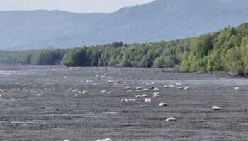 Неприятный запах в Трат связан с гниющей партией товара