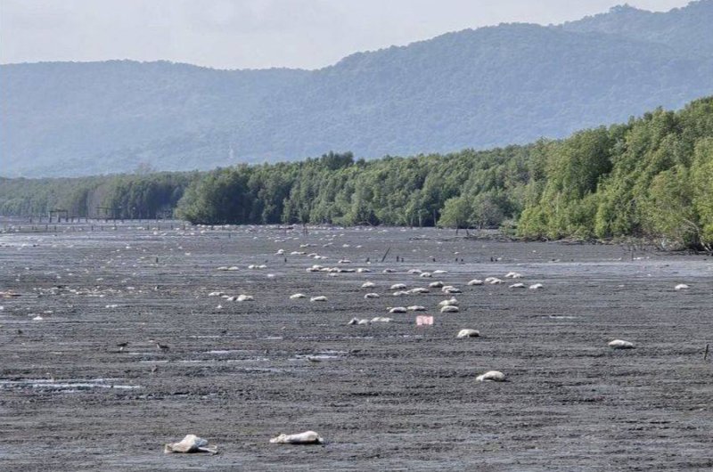 Неприятный запах в Трат связан с гниющей партией товара