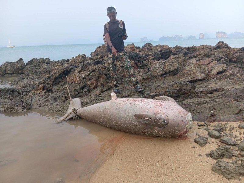 Обрубленная туша дугоня вызывает расследование