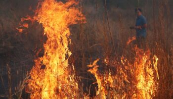 Огромное количество людей борется с лесными пожарами