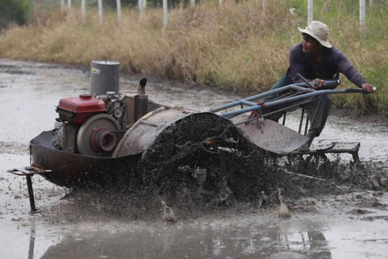 Правительство представило план поддержки рисоводов