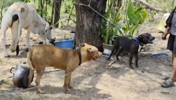 Пхетчабун человек серьезно пострадал в нападении питбуля