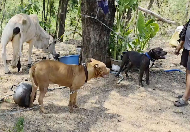 Пхетчабун человек серьезно пострадал в нападении питбуля
