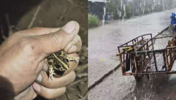 Сильные дожди выгоняют жаб из укрытия и жителей из домов