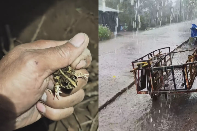Сильные дожди выгоняют жаб из укрытия и жителей из домов