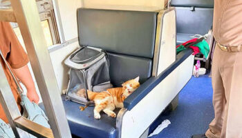 Старый кот несправедливо обвинен в 7-часовой задержке поезда