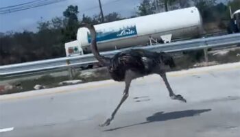 Страус контролирует движение на шоссе 36