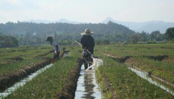 Таиланд примет указ о чрезвычайном займе на фоне опасений по поводу Эль-Ниньо и растущих цен на энергоресурсы