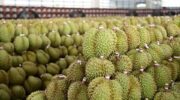 Таиланд устанавливает продажу дурианов по 100 бат как план по ликвидации избытка и стабилизации цен