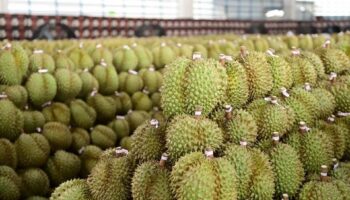 Таиланд устанавливает продажу дурианов по 100 бат как план по ликвидации избытка и стабилизации цен