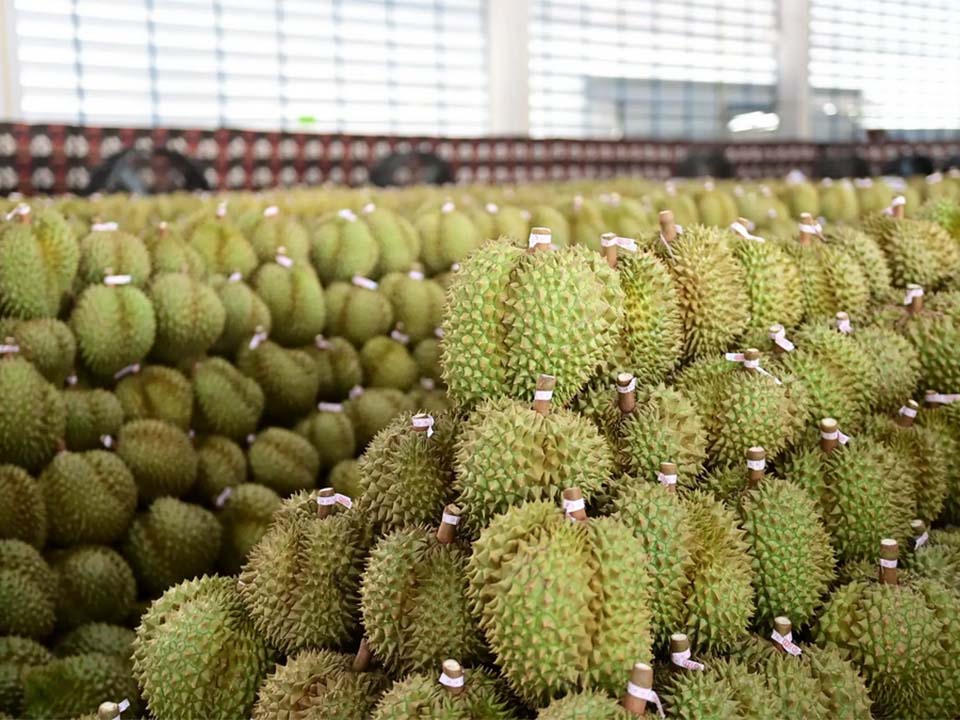 Таиланд устанавливает продажу дурианов по 100 бат как план по ликвидации избытка и стабилизации цен