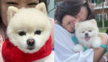 Таиландская женщина платит 100,000 бат за возвращение своей собаки от смотрителя