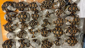 Тайванец задержан после того, как 30 черепах были найдены замаскированными на теле в Суварнабхуми