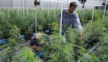 Тайланд запускает онлайн-карту для отслеживания магазинов каннабиса по всей стране
