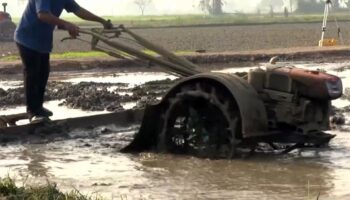 Тайские фермеры предупреждают о закрытии посевов, так как цены на топливо и удобрения выходят из-под контроля