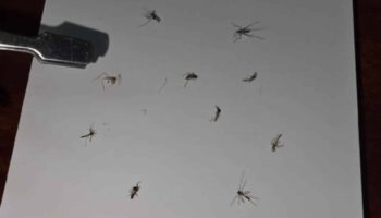 Тайский тиктокер стал вирусным за то, что превращает мертвых комаров в брелоки