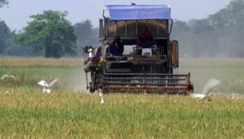 Тайский фермер бросает выращивание риса из-за высоких затрат на топливо и удобрения, которые подавили последний урожай.