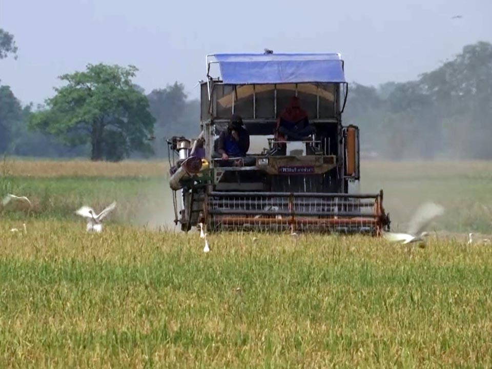 Тайский фермер бросает выращивание риса из-за высоких затрат на топливо и удобрения, которые подавили последний урожай.