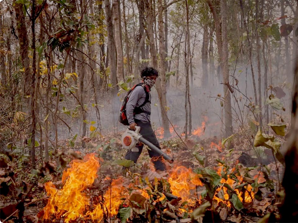 Фонд Mirror призывает волонтеров, так как пожары на севере ухудшают качество воздуха