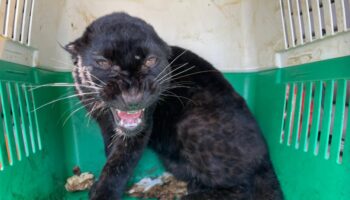 Черная пантера спасена от контрабандистов в Таке