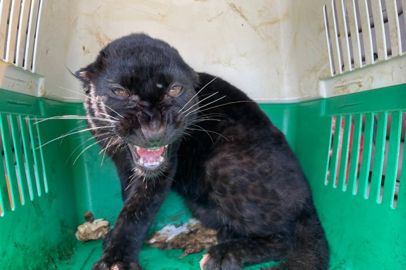 Черная пантера спасена от контрабандистов в Таке