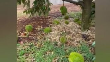 Шторм обрушился на сады дурианов в Си Сакете, убытки составили 39 миллионов бат