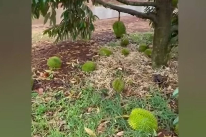 Шторм обрушился на сады дурианов в Си Сакете, убытки составили 39 миллионов бат