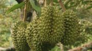 Экспорт тайского дуриана вырастет, партнерство с TikTok увеличивает продажи