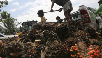 Энергетические проблемы стимулируют новые контрольные меры в отношении пальмового масла