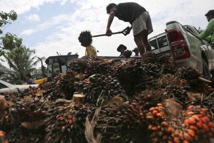 Энергетические проблемы стимулируют новые контрольные меры в отношении пальмового масла