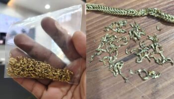2 собаки съели золотое ожерелье стоимостью более 140 тысяч бат, что потребовало срочной операции