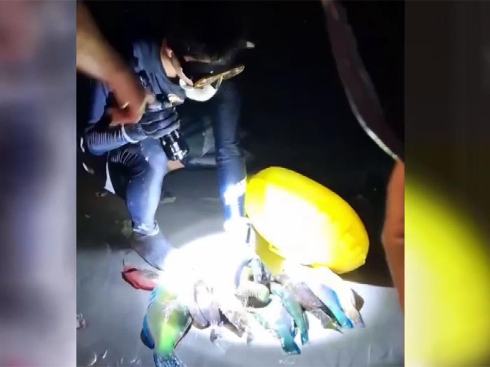 Власти Пхукета разыскивают туристов, обвиняемых в подводной охоте на защищенных папугайских рыб.
