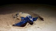 Гигантская морская черепаха отложила яйца на пляже Тхай-Мыанг