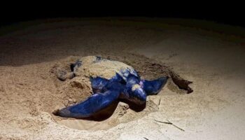 Гигантская морская черепаха отложила яйца на пляже Тхай-Мыанг