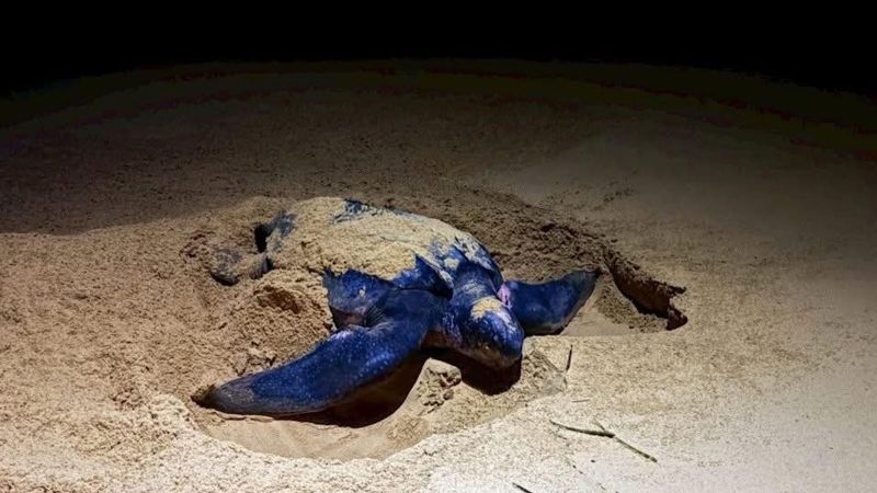 Гигантская морская черепаха отложила яйца на пляже Тхай-Мыанг