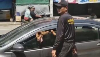 Две собаки спасены из знойного автомобиля на рынке в Корате